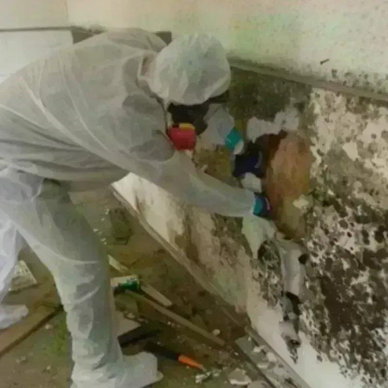 Mold Remediation and Removal in Saint Paul, MO